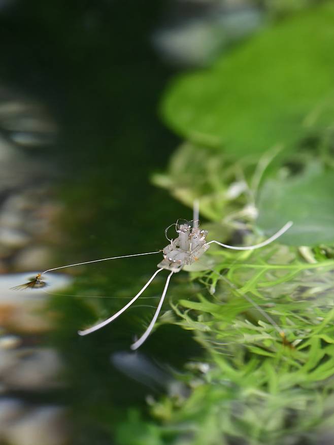 제목 : 韓美 과학자, 물 위를 달리는 소금쟁이 로봇 개발