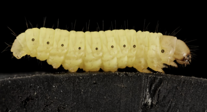 제목 : 비닐봉지 하루면 분해… ‘플라스틱 먹는 애벌레’ 비밀 찾았다