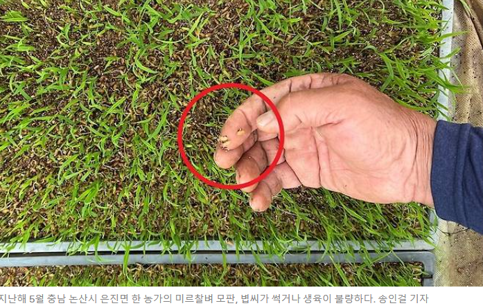 제목 : 사과 키우던 영천서 “레드향 농사지어요”…제주 방어는 동해로