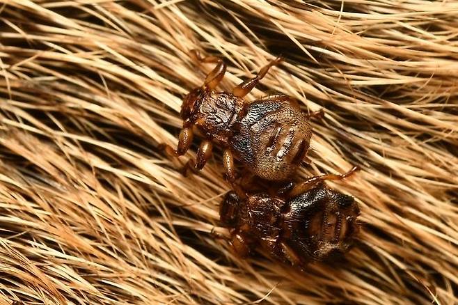 제목 : “사슴 몸에 정착하며 날개 떼고 시각 민감도 낮추는 흡혈 곤충”